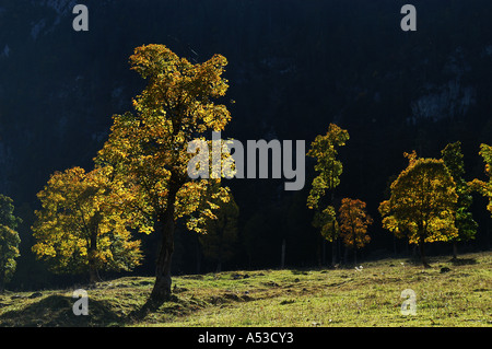 Vieux érables en automne, Großer Ahornboden, Engtal, Karwendel, Tyrol, Autriche Banque D'Images