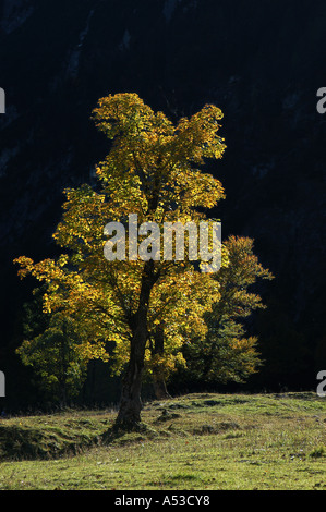 Vieux érables en automne, Großer Ahornboden, Engtal, Karwendel, Tyrol, Autriche Banque D'Images