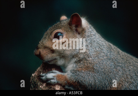 L'écureuil gris Sciurus carolinensis close up Banque D'Images