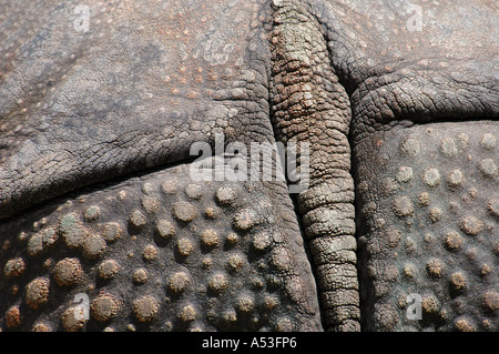 Arrière d'un grand rhinocéros indien (Rhinoceros unicornis), close-up Banque D'Images