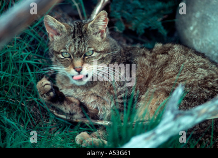 Chat sauvage d'Europe Felis sylvestris Highland Wildlife Park Scotland UK Banque D'Images