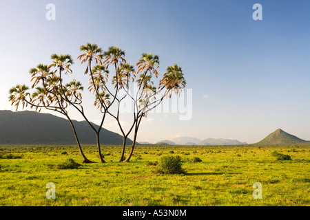Palmier de Dim, Hyphaene thebaica, dans le paysage de la plaine des prairies dans le parc national de Samburu Kenya Afrique de l'est Banque D'Images