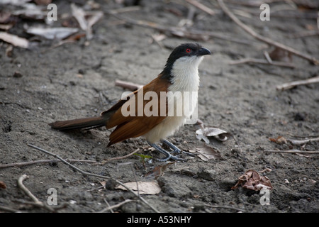 Coucal du Sénégal centropus senegalensis Banque D'Images