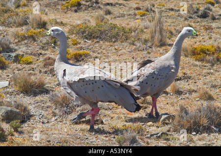 Les oies de Cape Barren cereopsis novaehollandiae dans maria island australie tasmanie nationalpark Banque D'Images