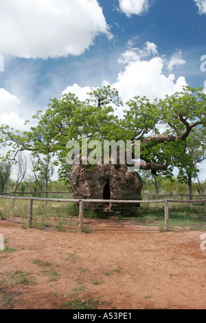 Baobab ou Boab prison tree dans l'ouest de l'Australie Kimberley Derby Banque D'Images