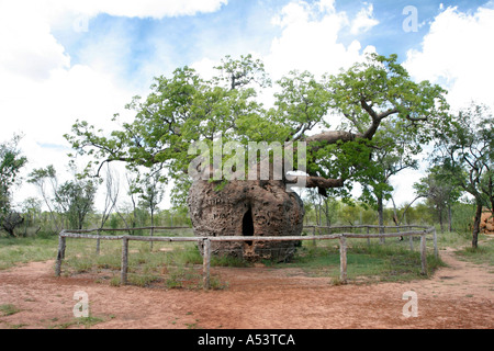 Baobab ou Boab prison tree dans l'ouest de l'Australie Kimberley Derby Banque D'Images