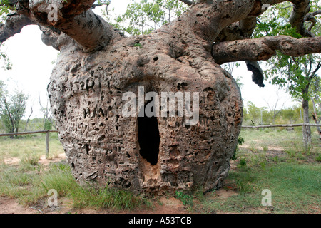 Baobab ou Boab prison tree dans l'ouest de l'Australie Kimberley Derby Banque D'Images