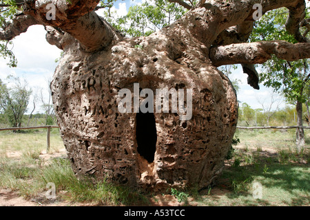 Baobab ou Boab prison tree dans l'ouest de l'Australie Kimberley Derby Banque D'Images