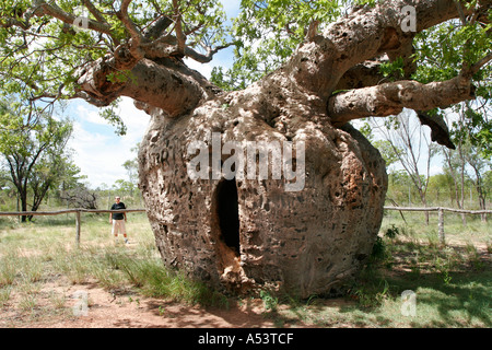 Baobab ou Boab prison tree dans l'ouest de l'Australie Kimberley Derby Banque D'Images