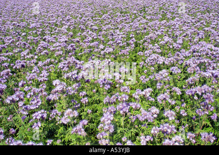 Phacelia Phacelia tanacetifolia utilisé comme engrais organique ou de fumier vert sur un acre Banque D'Images