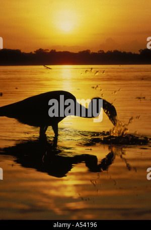 Grand Héron (Ardea herodias) pêcher dans J.N. Ding Darling National Wildlife Refuge au coucher du soleil. En Floride, aux États-Unis. Banque D'Images