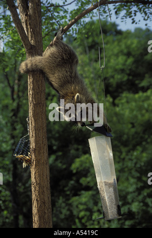 Mischievious raton laveur tête en bas d'un arbre à partir de "vol de nourriture - preuve' écureuil mangeoire, Midwest USA Banque D'Images