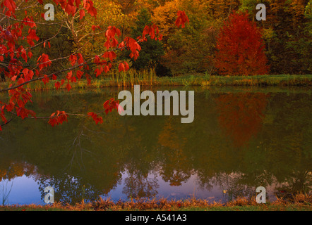 Lumière du soir à l'ensemble de l'étang avec couleur d'automne et les érables de sassafras, Midwest USA Banque D'Images