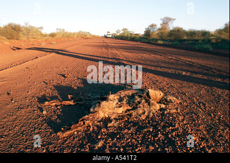 Sur une carcasse de kangourou rouge route dans l'outback au coucher du soleil Banque D'Images