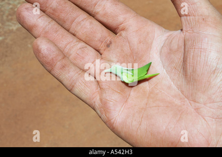 Oiseau vert fleur dans une main Crotalaria cunninghamii région de Pilbara en Australie-Occidentale WA Banque D'Images