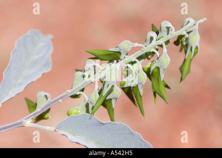 Crotalaria cunninghamii fleur oiseau Vert de la région de Pilbara en Australie-Occidentale WA Banque D'Images