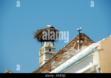 Cigogne blanche Ciconia ciconia dans son nid sur une cheminée à la rouille Neusiedler See Burgenland Autriche Banque D'Images