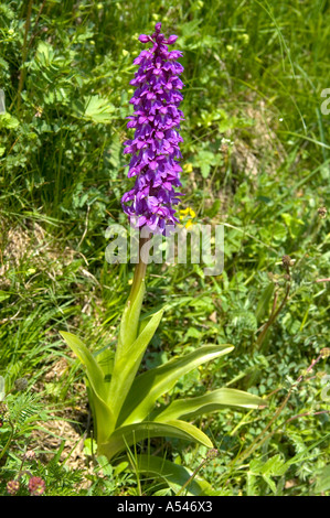 L'orchidée pourpre Orchis mascula Banque D'Images