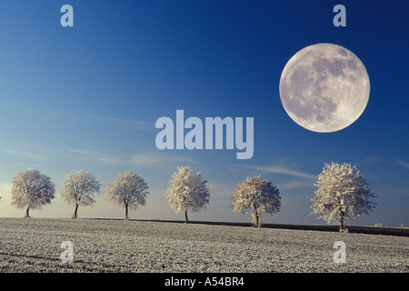 Pleine lune sur l'érable sycomore et les champs couverts de givre Banque D'Images