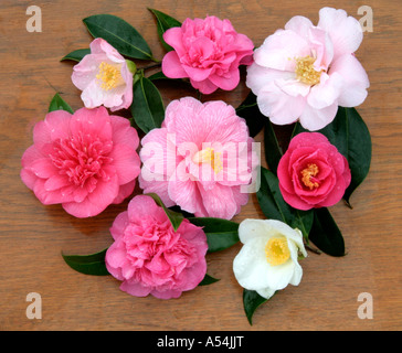 Camellias - Camellia williamsii hybrides saluensis Banque D'Images