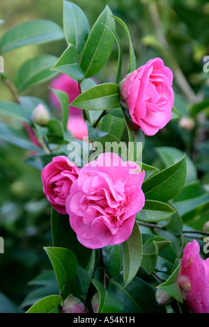 Camellia x williamsii Elsie Jury Banque D'Images