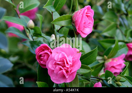 Camellia x williamsii Elsie Jury Banque D'Images