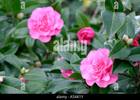 Camellia x williamsii Elsie Jury Banque D'Images