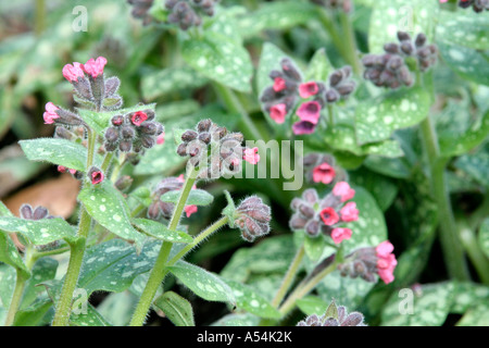 Pulmonaria saccharata Leopard Banque D'Images