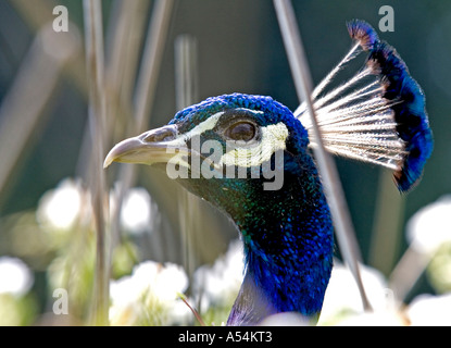 Paons bleus (Pavo cristatus), Peacock, dans le jardin du château d'Howard à proximité de New York, Angleterre, Grande-Bretagne Banque D'Images