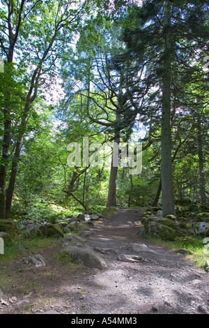 Dalegarth pour stand (Boot), GBR, 20. Août 2005 - sentier public à travers la forêt dans Eskdale salon dans le Lake District. Banque D'Images