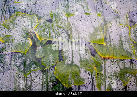 Condensation de l'humidité à l'intérieur de la paroi en plastique d'une serre et feuilles de concombre Banque D'Images