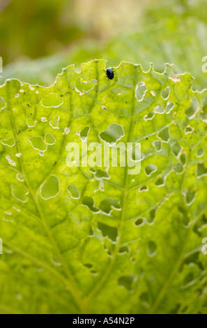 Feuilles vert gabbage plein de petits trous faits par un petit bug Banque D'Images