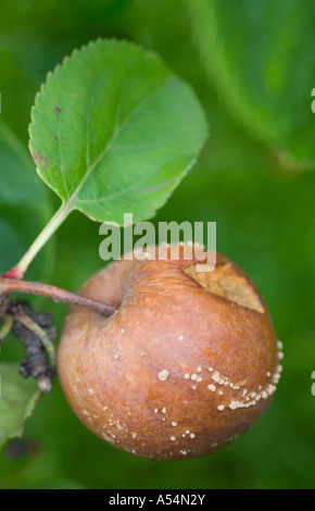 Un gros plan isolé d'une pomme brune en décomposition sur une branche de pomme Banque D'Images