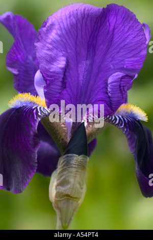 Un parc naturel tourné d'un seul iris fleur. Banque D'Images
