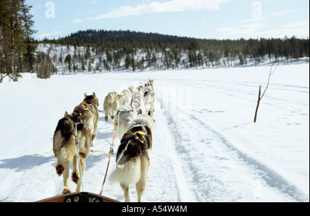 Travailler ensemble dans le faisceau des Huskies tirant un traîneau à travers la rivière gelée Torne dans l'Arctique cirlce de Laponie suédoise la Suède Banque D'Images