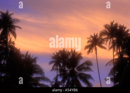 Palmiers dans le coucher du soleil dans les Moluques en Indonésie Banque D'Images