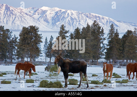 Triangle X Ranch à Grand Teton National Park Banque D'Images