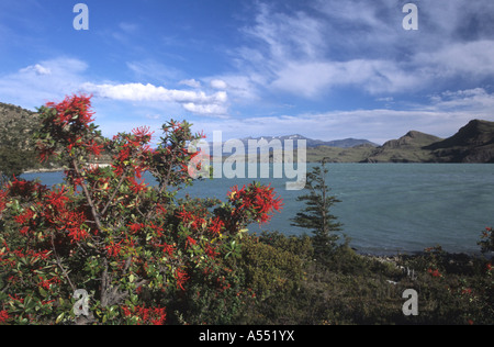 Firebush de Patagonie (Embothrium coccineum découverte) et Lago Nordenskjold, Parc National Torres del Paine, Chili Banque D'Images