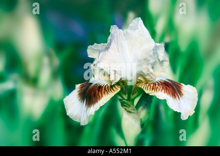 Un parc naturel tiré d'un iris blanc dans un environnement naturel. Banque D'Images