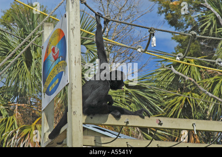 Monkey suspendu à une corde sur Monkey Island, Homosassa River, en Floride Banque D'Images