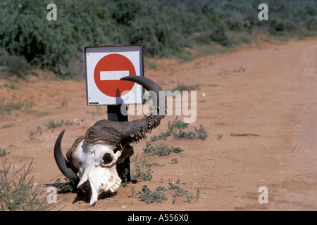 Crâne d'un buffle à l'avant de signer aucune entrée Botswana Banque D'Images