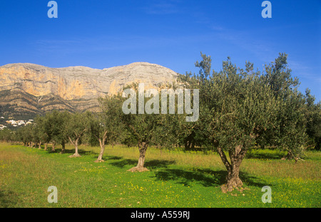 Oliveraie avec, derrière la montagne Montgo Javea / Xabia, Province d'Alicante, Espagne Banque D'Images