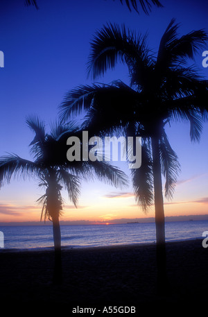 Palmiers dans le lever du soleil sur la plage de Fort Lauderdale en Floride USA Banque D'Images