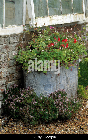 Le thym poussant sur le gravier en dessous de vieux contenants en métal plantée de géraniums rouge ci-dessous fenêtre cottage Banque D'Images