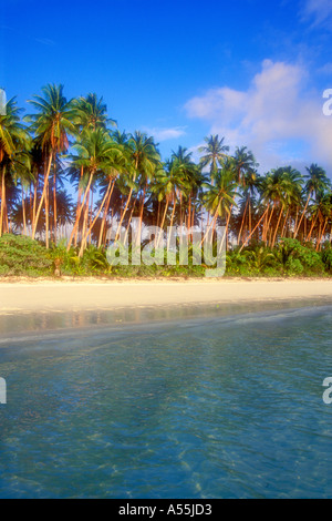 Palmiers sur la plage tropicale de sable blanc dans les Moluques en Indonésie Banque D'Images