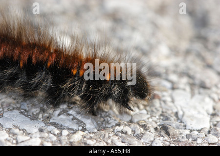 Fox Moth macrothylacia rubi basse-autriche Banque D'Images