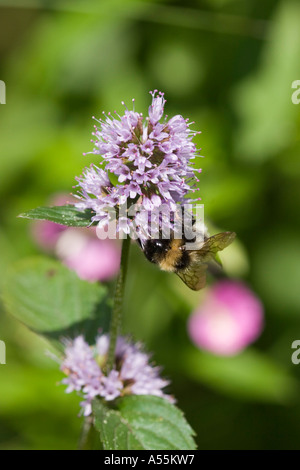 Menthe aquatique Mentha aquatica et hoverfly Allemagne Banque D'Images