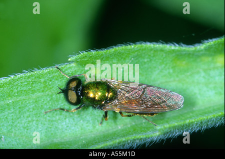 Soldat-fly, Chloromyia formosa. Sur feuille. Vue d'en haut Banque D'Images