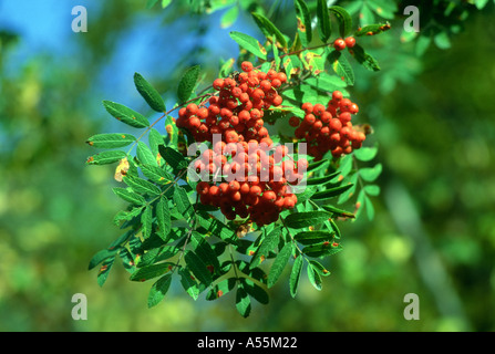 Arbre généalogique de service, Sorbus aucuparia. Libre de feuilles et baies on tree Banque D'Images