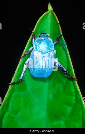 Chafer Beetle azurée, lithographie caerulea. On leaf Banque D'Images